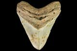 Fossil Megalodon Tooth - North Carolina #109842-1